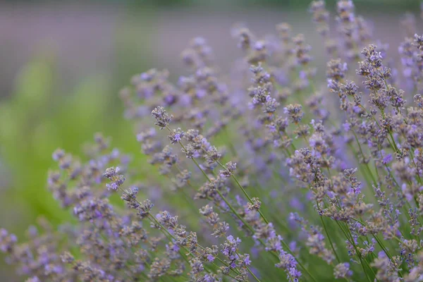 Blooming Lavender Flowers Field Selective Focus Blurred Background Copy Space — Foto Stock