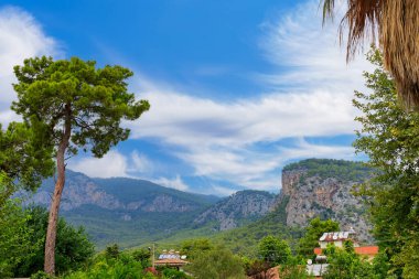 Green coniferous plants in the mountainous part of the Turkish Mediterranean coast. Atmospheric natural landscape. Background with copy space. Selective focus