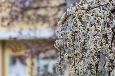 Baharda çiçek açan meyve ağaçları. Dallardaki çiçekler. Metin veya harf için bulanık arkaplan ve kopyalama alanı ile seçmeli odak.