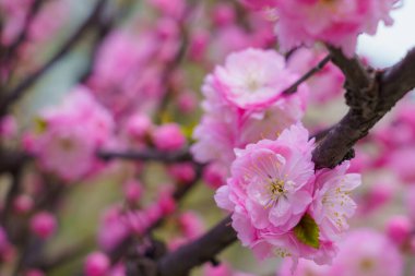 Bulanık arka planda seçici bir odak noktası olan çiçek açan sakura ağacı. Metin için odaklanmış arkaplan kopyalama alanı