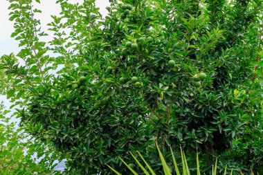 Oranges ripen on a tree branch. Natural background with selective focus and copy space for text