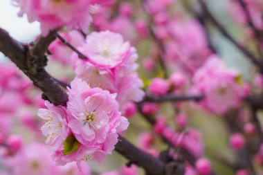 Bulanık arka planda seçici bir odak noktası olan çiçek açan sakura ağacı. Metin için odaklanmış arkaplan kopyalama alanı
