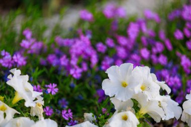 Şehir ortamında çok güzel çiçekleri olan bir çiçek tarhı. Seçici odaklı arkaplan ve metin için alanı kopyala