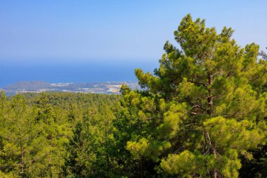 Green coniferous plants in the mountainous part of the Turkish Mediterranean coast. Atmospheric natural landscape. Background with copy space. Selective focus
