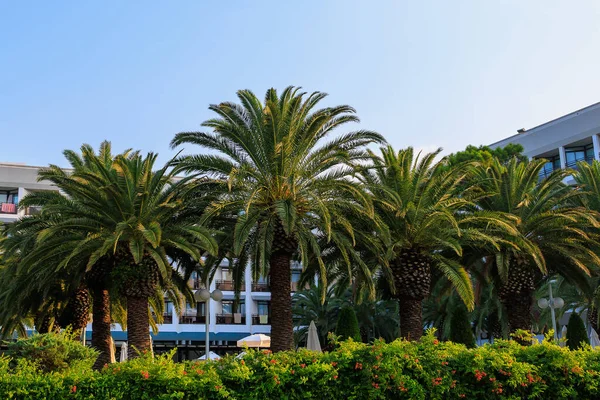 Akdeniz Kıyısındaki Egzotik Bitki Örtüsü Türk Palmiyeleri Türkiye Nin Yeşil — Stok fotoğraf