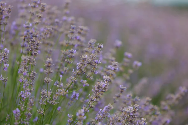 Blooming Lavender Flowers Field Selective Focus Blurred Background Copy Space — Foto Stock