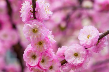 Bulanık arka planda seçici bir odak noktası olan çiçek açan sakura ağacı. Metin için odaklanmış arkaplan kopyalama alanı