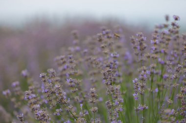 Bulanık bir arka planda seçici bir odak ile tarlada açan lavanta çiçekleri. Metin için alanı kopyala.