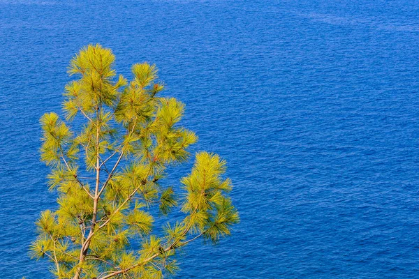Green Coniferous Plants Mountainous Part Turkish Mediterranean Coast Atmospheric Natural — стоковое фото
