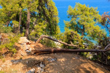 Kayalık deniz kıyısındaki devrilmiş bir ağaç dinlenmek ve gölgede kamp yapmak için bir yerdir. Seçici odaklı arkaplan ve metin için alanı kopyala