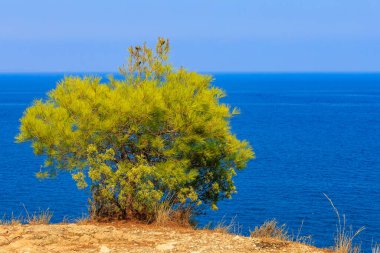Green coniferous plants in the mountainous part of the Turkish Mediterranean coast. Atmospheric natural landscape. Background with copy space. Selective focus