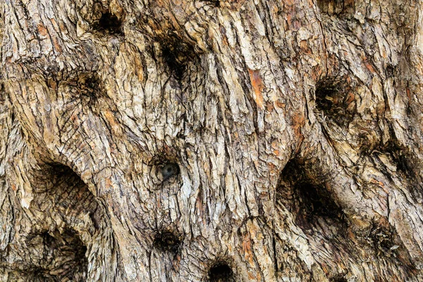 老橄榄树的树皮带有文本复制空间的背景 — 图库照片