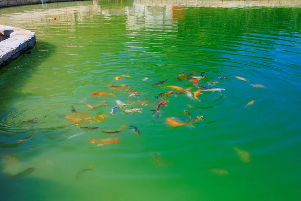 Fischteich Selektiver Fokus Hintergrund Mit Kopierraum Für Text — Stockfoto