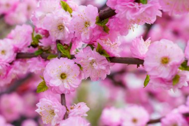 Çiçekler çiçek açan bir sakura ağacının dalında seçici bir odak noktası olan bulanık bir arka plan. Metin için odaklanmış arkaplan kopyalama alanı