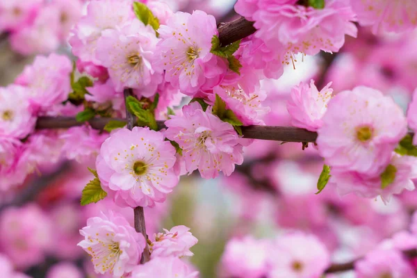 Çiçekler çiçek açan bir sakura ağacının dalında seçici bir odak noktası olan bulanık bir arka plan. Metin için odaklanmış arkaplan kopyalama alanı