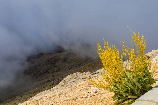 Flowering yellow bushes in the fog on top of the mountains, selective focus. Background with copy space for text