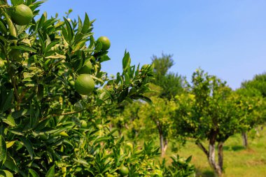 Oranges ripen on a tree branch. Natural background with selective focus and copy space for text