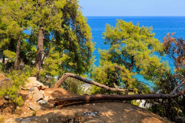 Kayalık deniz kıyısındaki devrilmiş bir ağaç dinlenmek ve gölgede kamp yapmak için bir yerdir. Seçici odaklı arkaplan ve metin için alanı kopyala