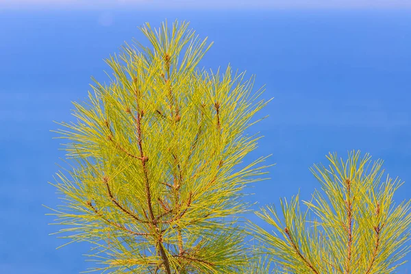 Green Coniferous Plants Mountainous Part Turkish Mediterranean Coast Atmospheric Natural — Φωτογραφία Αρχείου