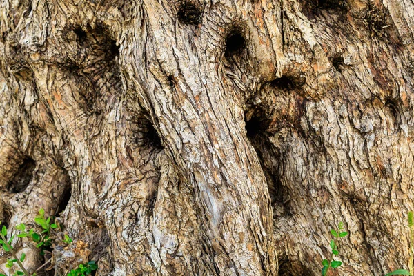 老橄榄树的树皮带有文本复制空间的背景 — 图库照片