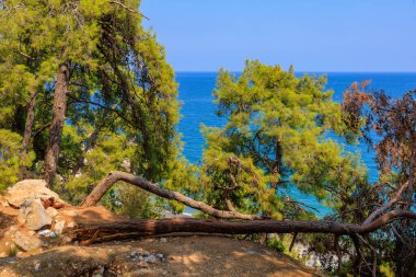 Kayalık deniz kıyısındaki devrilmiş bir ağaç dinlenmek ve gölgede kamp yapmak için bir yerdir. Seçici odaklı arkaplan ve metin için alanı kopyala
