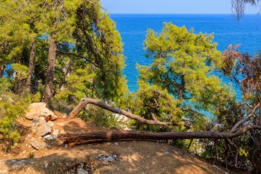 Kayalık deniz kıyısındaki devrilmiş bir ağaç dinlenmek ve gölgede kamp yapmak için bir yerdir. Seçici odaklı arkaplan ve metin için alanı kopyala