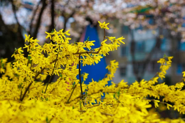 Flor Amarilla Forsythia Arbusto Primavera Enfoque Selectivo Fondo Con Espacio — Foto de Stock