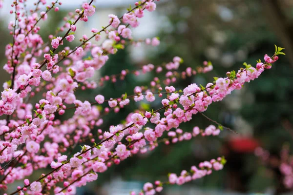 Kwiaty Gałęzi Kwitnącego Drzewa Sakura Selektywnym Naciskiem Zamazane Tło Rozproszone — Zdjęcie stockowe
