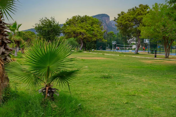 Vegetación Exótica Costa Mediterránea Palmas Turcas Verde Provincia Antalya Turquía — Foto de Stock