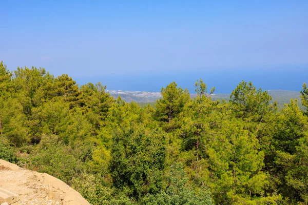 Green Coniferous Plants Mountainous Part Turkish Mediterranean Coast Atmospheric Natural — Stock Photo, Image