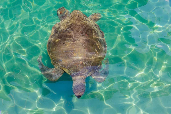 Stor Sköldpadda Utanför Kusten Medelhavet Bakgrund Med Kopieringsutrymme För Text — Stockfoto