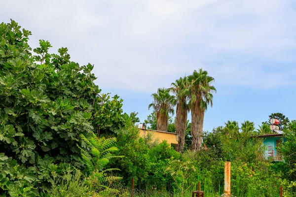 Vegetación Exótica Costa Mediterránea Palmas Turcas Verde Provincia Antalya Turquía — Foto de Stock