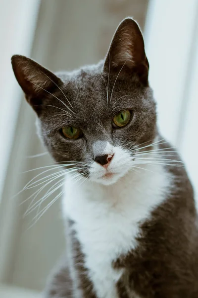 Street gray-white cat looks into the camera. — Stock Photo, Image