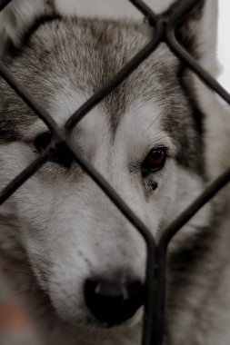İri yarı bir köpek çitin arkasında oturur. Evcil köpek..