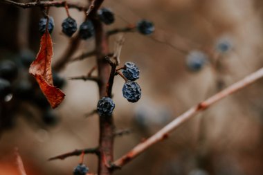 Sonbahar doğa geçmişi. Bir dalda kurutulmuş üzümler.