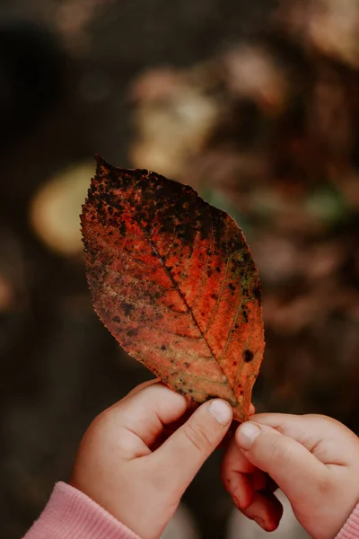 Осіннє листя в руках дитини. Осінній фон природи . — стокове фото
