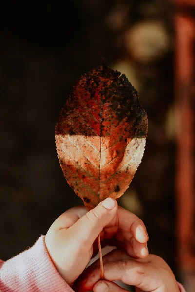 어린이의 손에 있는 가을 잎이다. 자연의 자연적 배경. — 스톡 사진
