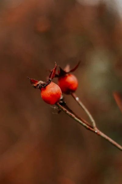Fondo de naturaleza otoñal. Rosa mosqueta en una rama. — Foto de Stock