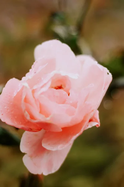 Осінній Фон Природи Макрозйомки Квітковий Фон Рожева Троянда — стокове фото