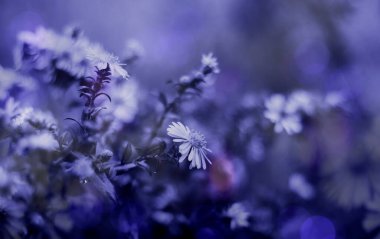 Sonbahar doğa geçmişi. Macro film çekiyor. Çiçek arkaplanı