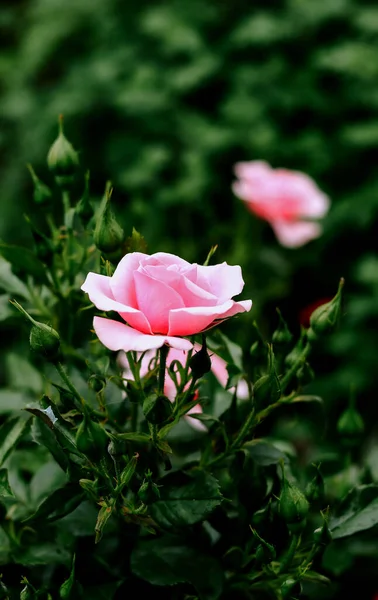 Beautiful Pink Rose Summer Flower Nature Background — Stock Photo, Image