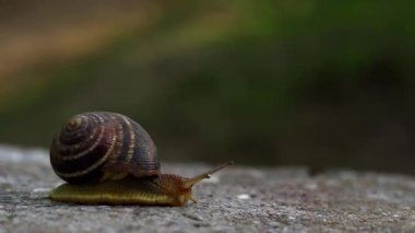 The snail crawls on a concrete background.
