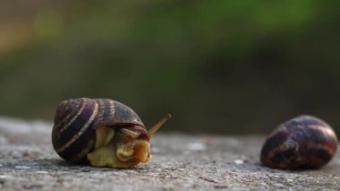 The snail crawls on a concrete background.