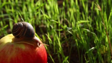Snail on a red apple. The snail crawls in the grass.