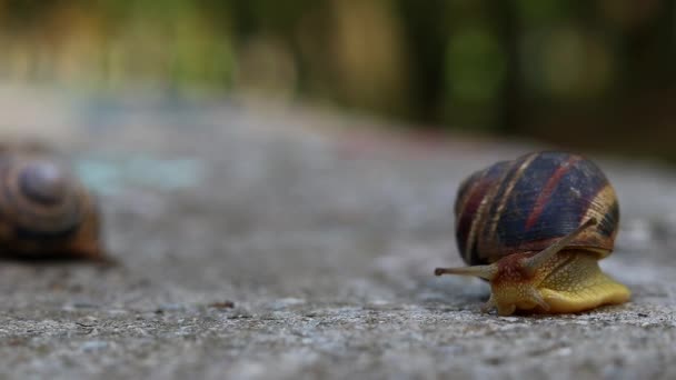 Snail Crawls Concrete Background — Videoclip de stoc