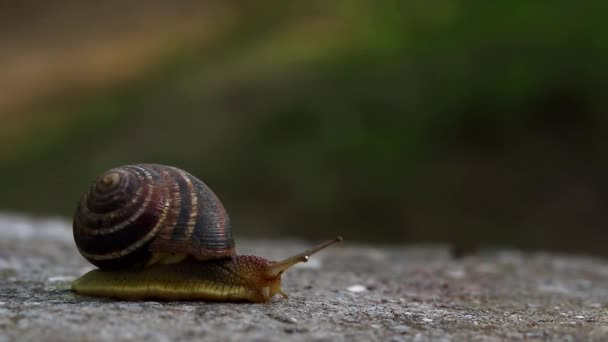 Snail Crawls Concrete Background — 비디오