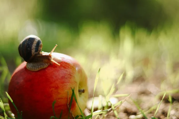Snail Apple Nature Background Wonderful Nature — Stockfoto