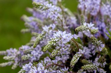 Yabani çiçeklerin geçmişi. Uzayı kopyala Yabani çiçek koleksiyonu.