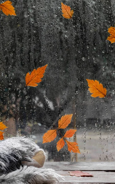 Raindrops and fallen leaves on the window. The weather is typical autumn. Autumn window background.