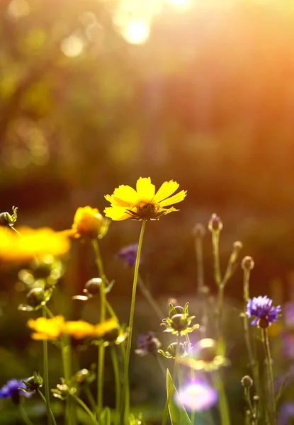 Flores Amarillas Atardecer Fondo Naturaleza Verano —  Fotos de Stock